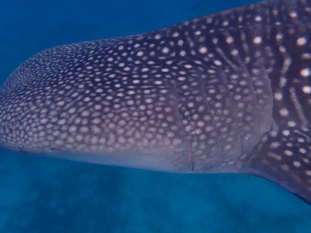 P7300025